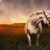 Equine Portraits on Location