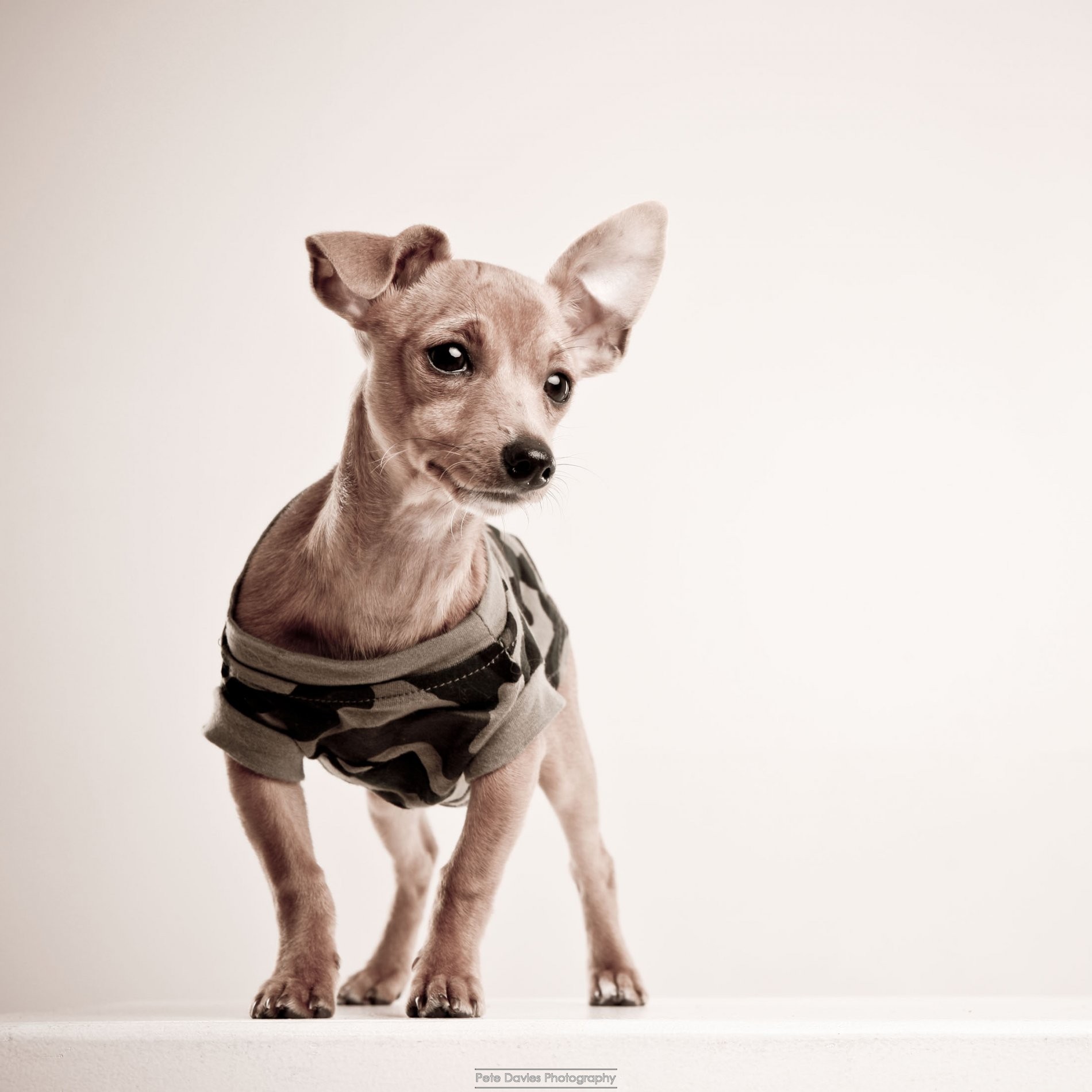 Bentley the Super Pooch trending on Twitter with Audi UK 