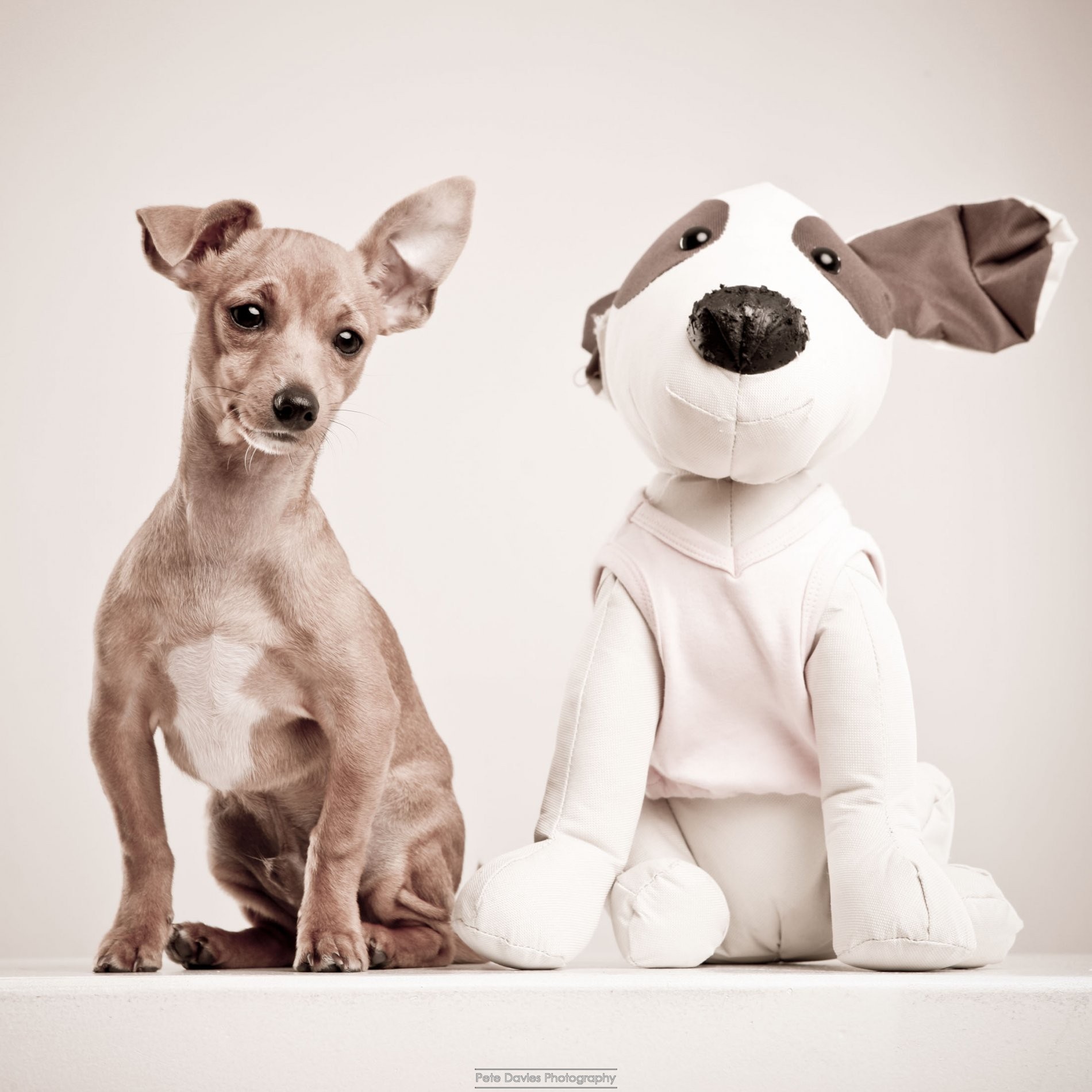 Bentley the Super Pooch trending on Twitter with Audi UK 