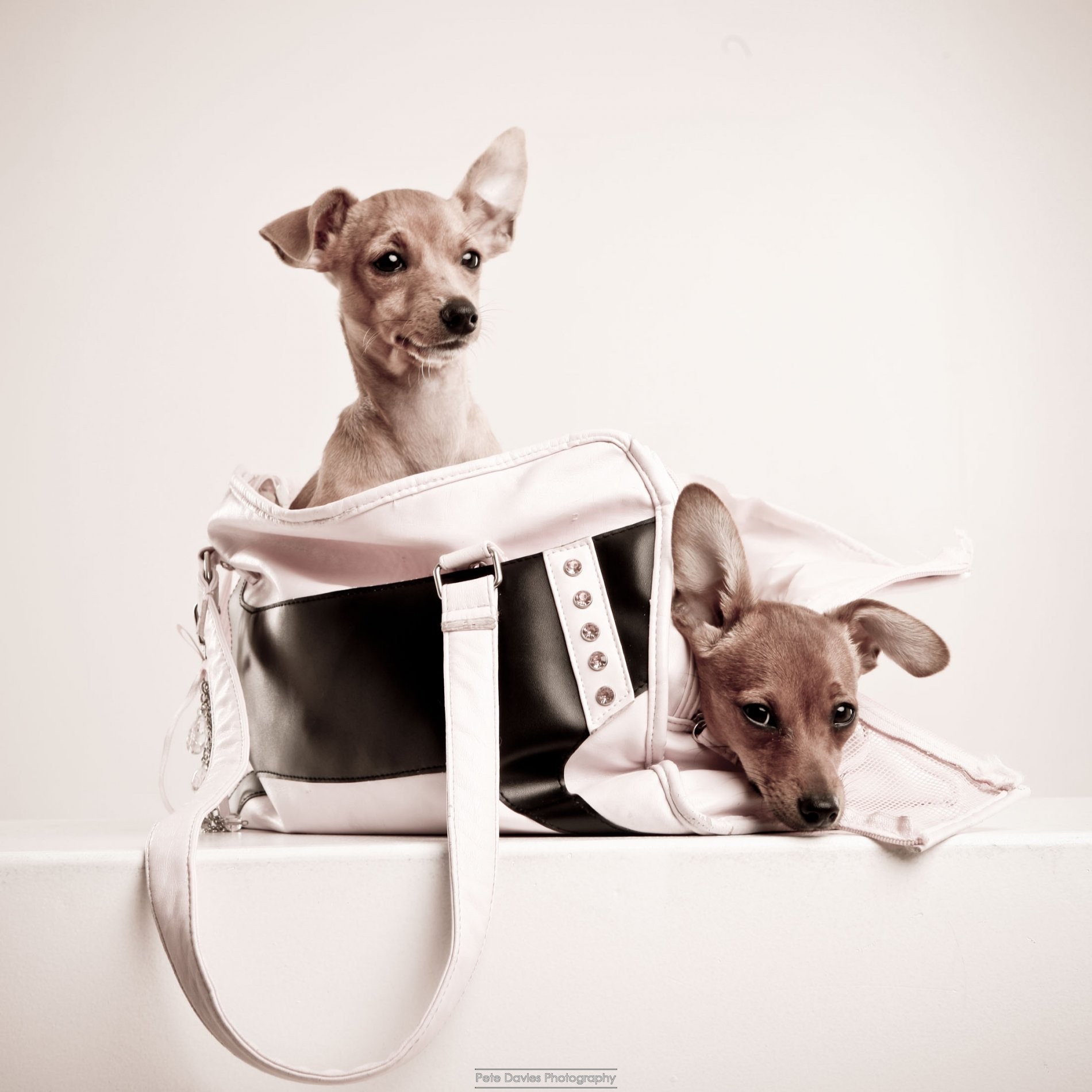 Bentley the Super Pooch trending on Twitter with Audi UK 