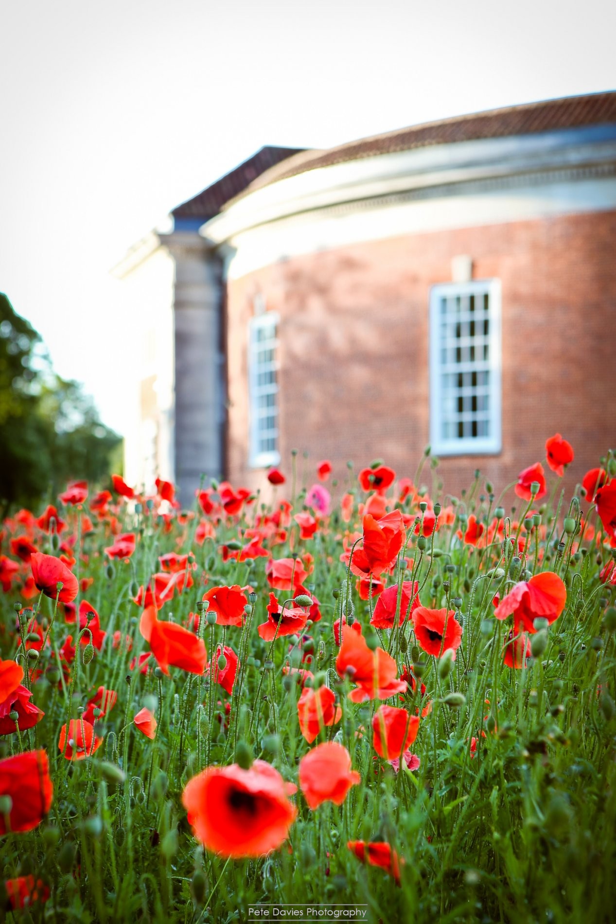 Poppy Appeal 2015 